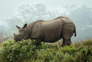 Kaziranga Rhino Country Safari – One Horned Rhinoceros Assam Wildlife National Park