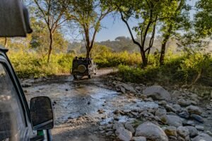 Jim Corbett Tiger Trails – Bengal Tiger Safari Uttarakhand National Park Wildlife