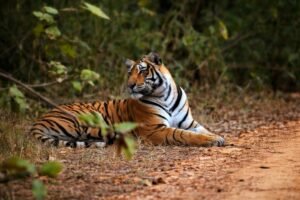 Ranthambore Big Cat Quest – Royal Bengal Tiger Safari Rajasthan Wildlife Tour