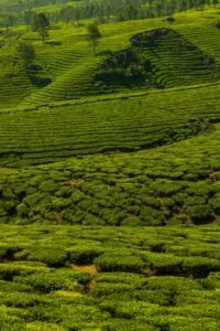 Darjeeling Tea Estate Retreat – Romantic Tea Garden Honeymoon West Bengal