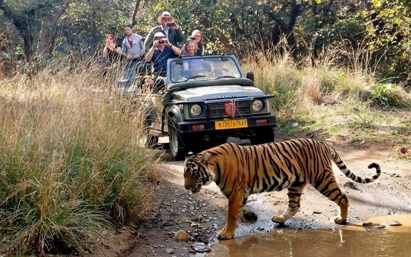 India wildlife safari