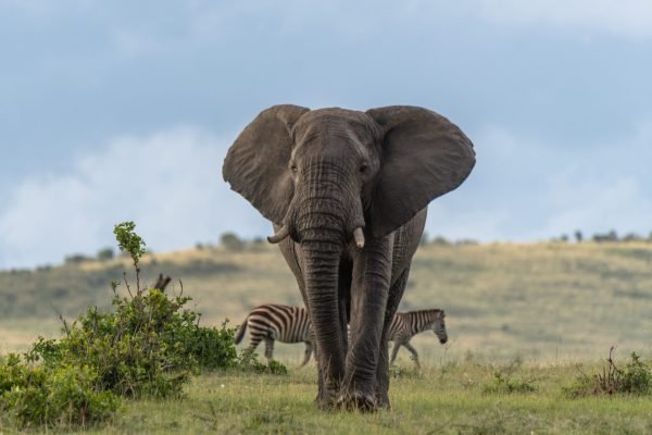 mighty walk 2024 10 18 06 02 32 utc